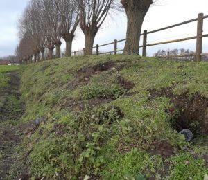 Een wal, met verzakkingen en beschadigingen door konijnen met geplaatste vangkooien - Stijn Suy Faunabeheer