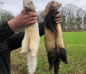 Links, vrouwelijke albino fret, rechts ram wildkleur - Stijn Suy Faunabeheer