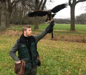 Woestijnbuizerd keert terug naar zijn valkenier - Stijn Suy Faunabeheer