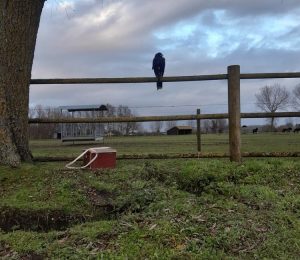 Woestijnbuizerd wacht geduldig tot er een konijn springt, terwijl de fret onder de grond zoekt - Stijn Suy Faunabeheer